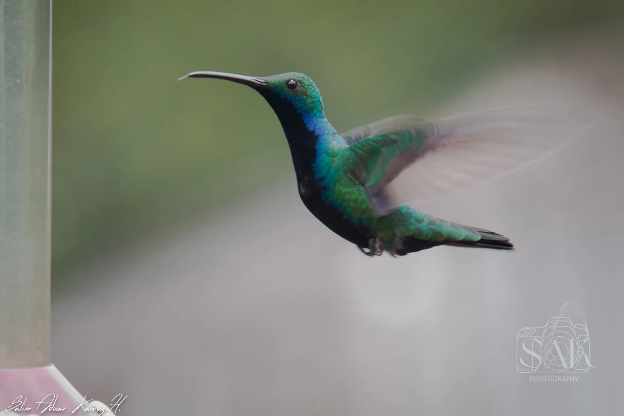 Colibrí en pleno vuelo